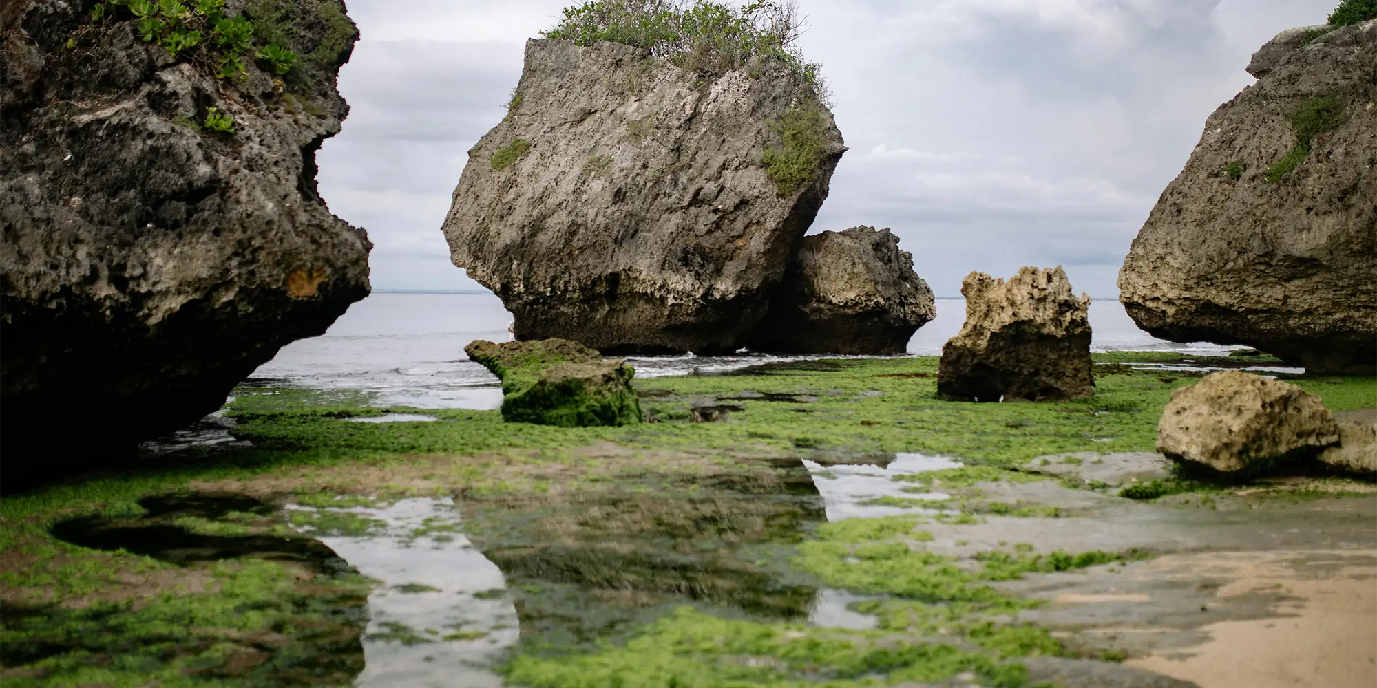 Dermocosmetics and Algae: All the Benefits for the Skin